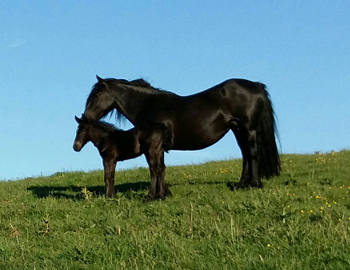 Fell pony mare with foal at 1 week old